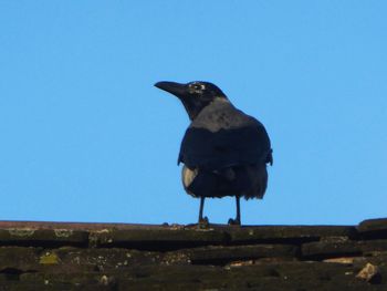 Low angle view of bird perching against the sky