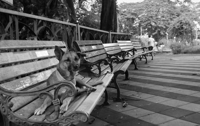 Dog sitting on bench in park