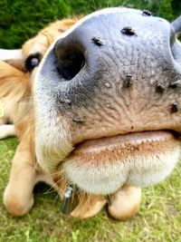 Close-up of dog on field