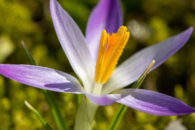 Close-up of purple crocus flower