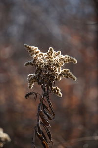 Close-up of wilted plant