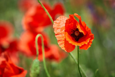 Close-up of red poppy flower