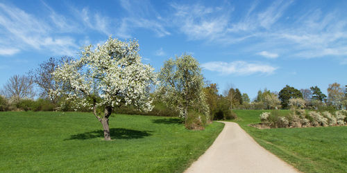 Road amidst trees on field against sky