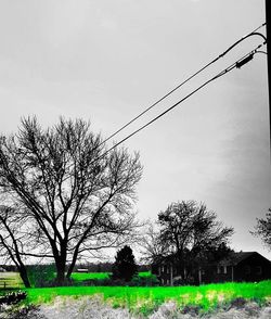 Trees on grassy field