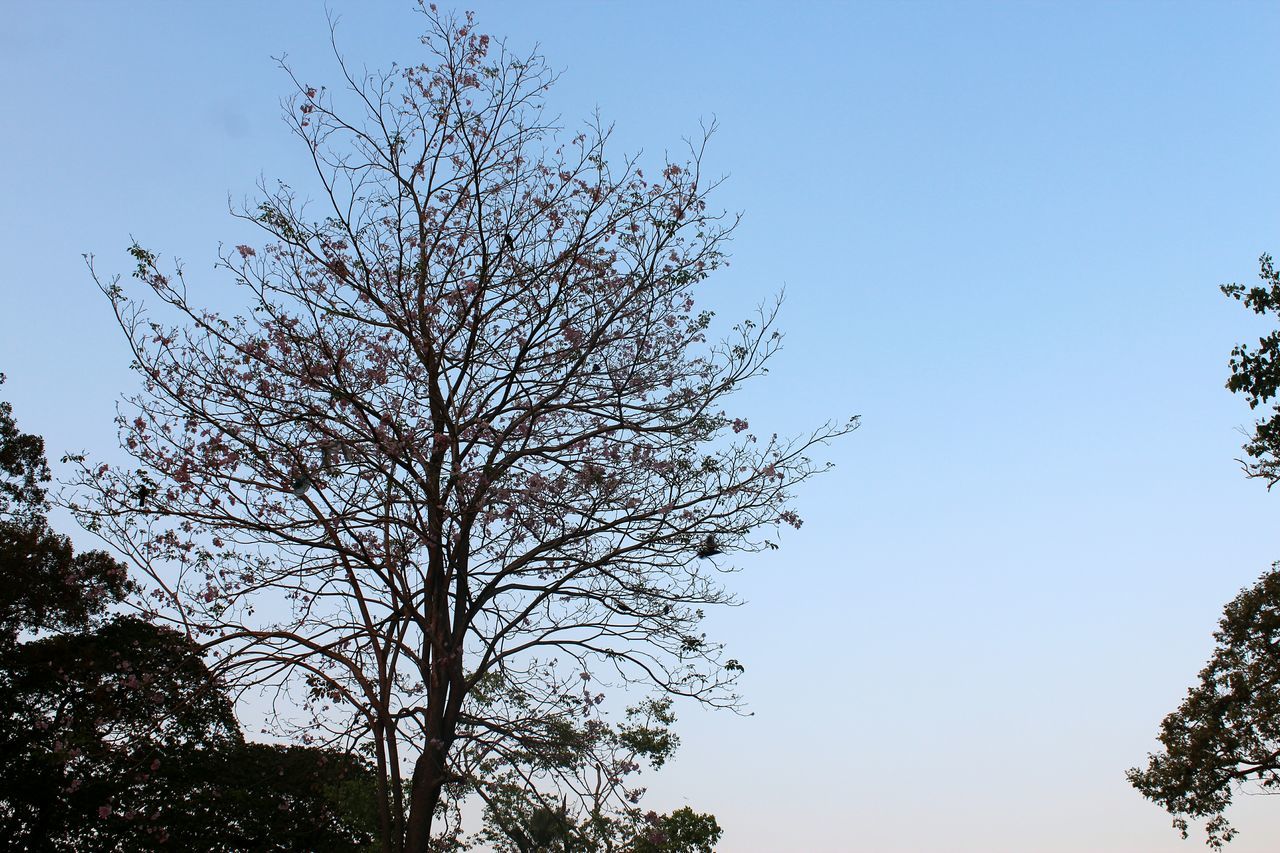 nature, sky, growth, tree, flying, low angle view, outdoors, day, no people, beauty in nature, close-up