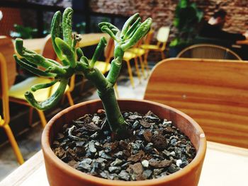 Close-up of potted plant on table