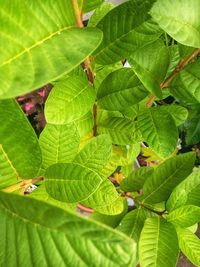 Close-up of green leaves on plant