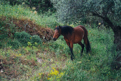 Horses in a field