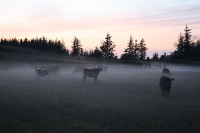 Cows on field during foggy weather