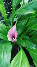 Close-up of flower blooming outdoors