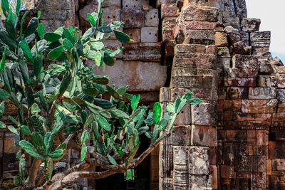 Close-up of plants against built structure