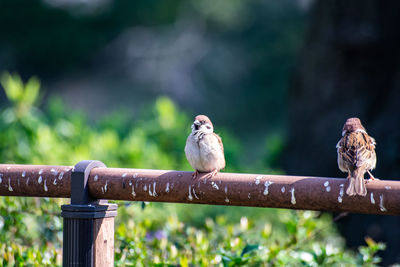 Close-up of birds perching on railing against blurred background