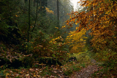 Trees in forest during autumn