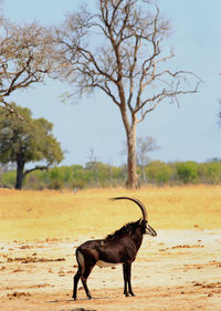 Gemsbok oryx standing in a field