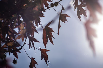 Low angle view of maple leaves on tree