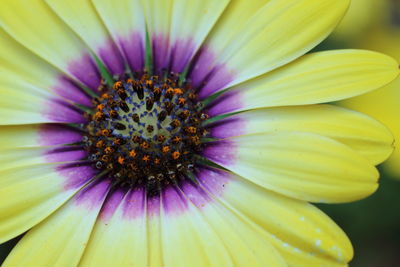 Close-up of purple flower