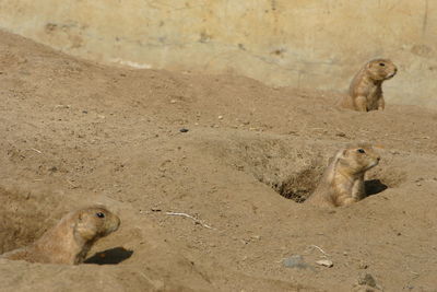Prairie dogs in burrows
