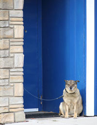 Dog on blue wall
