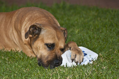 Close-up of dog lying on grass