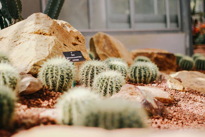 Close-up of cactus in potted plant