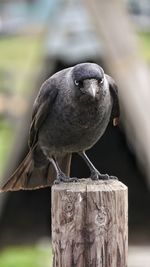 Close-up of raven perching on wooden post