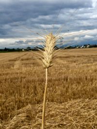 Close-up of wheat growing on field against sky