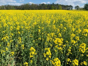 Scenic view of oilseed rape field