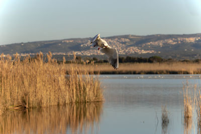 Bird flying over a water