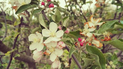 Close-up of flowers growing on tree