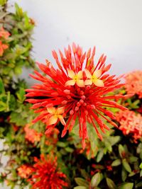 Close-up of red flowering plant