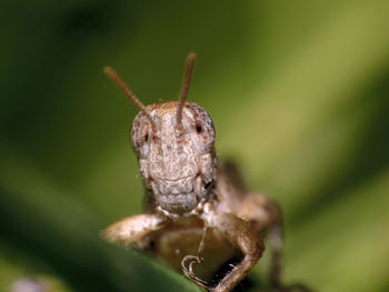 Close-up of insect on plant