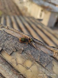 Close-up of insect on wood