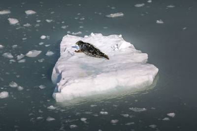 High angle view of sea lion on iceberg in sea