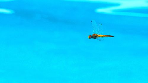 Low angle view of insect flying in blue sky