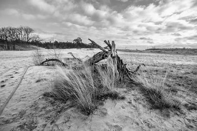 Dead plant on land against sky