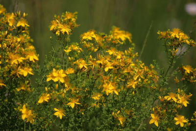 Close-up of yellow flowering plants on field