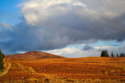 Scenic view of field against sky