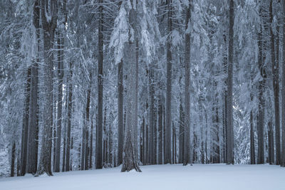 Trees in forest