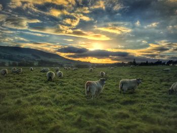 Flock on sheep on grassy landscape against sky during sunset