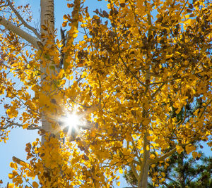 Low angle view of yellow flower tree