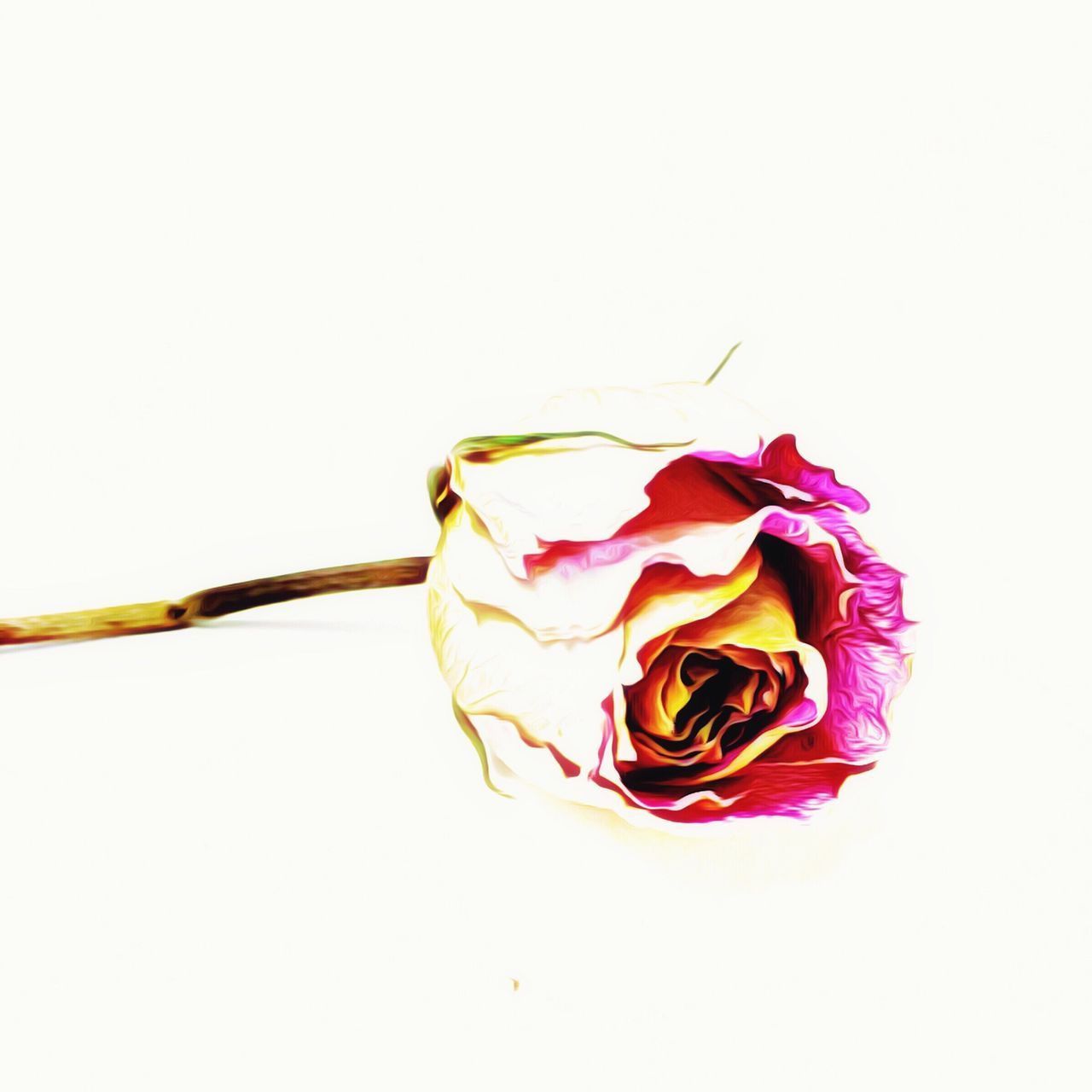 studio shot, white background, copy space, still life, close-up, cut out, single object, flower, rose - flower, petal, creativity, red, art and craft, freshness, no people, art, two objects, fragility, flower head, indoors