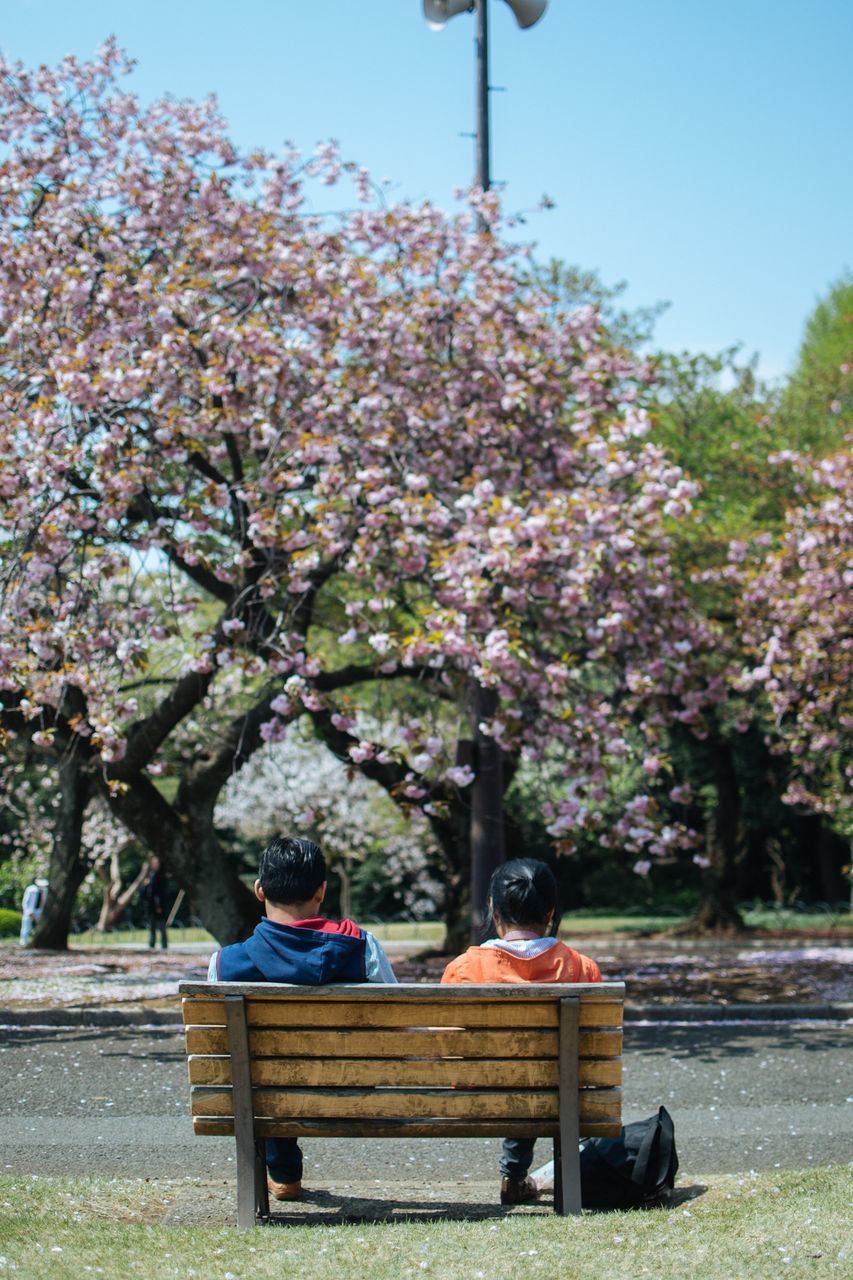 tree, flower, bench, park - man made space, growth, sitting, person, men, nature, leisure activity, clear sky, lifestyles, sunlight, day, park, branch, beauty in nature, park bench