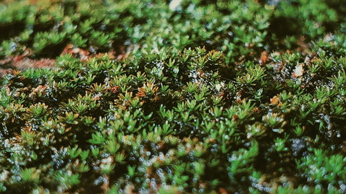 High angle view of plants growing on land