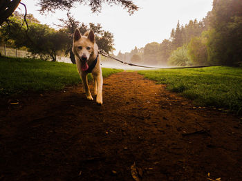 Portrait of dog standing on field against sky