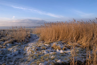 Pathway to the sea, snowy, cold, misty day. dumfries, solway coast, scotland.