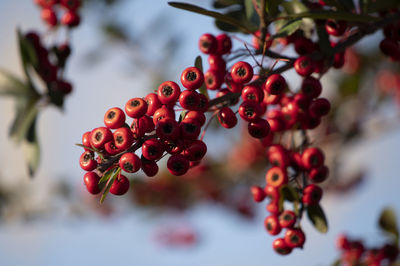 Close-up of red berries growing on tree