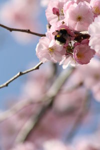 Close-up of pink flowers on branch