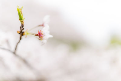 Close-up of cherry blossom