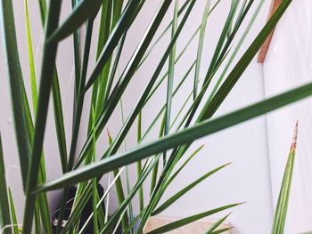 Close-up of grass