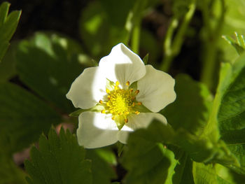 Close-up of white flowering plant